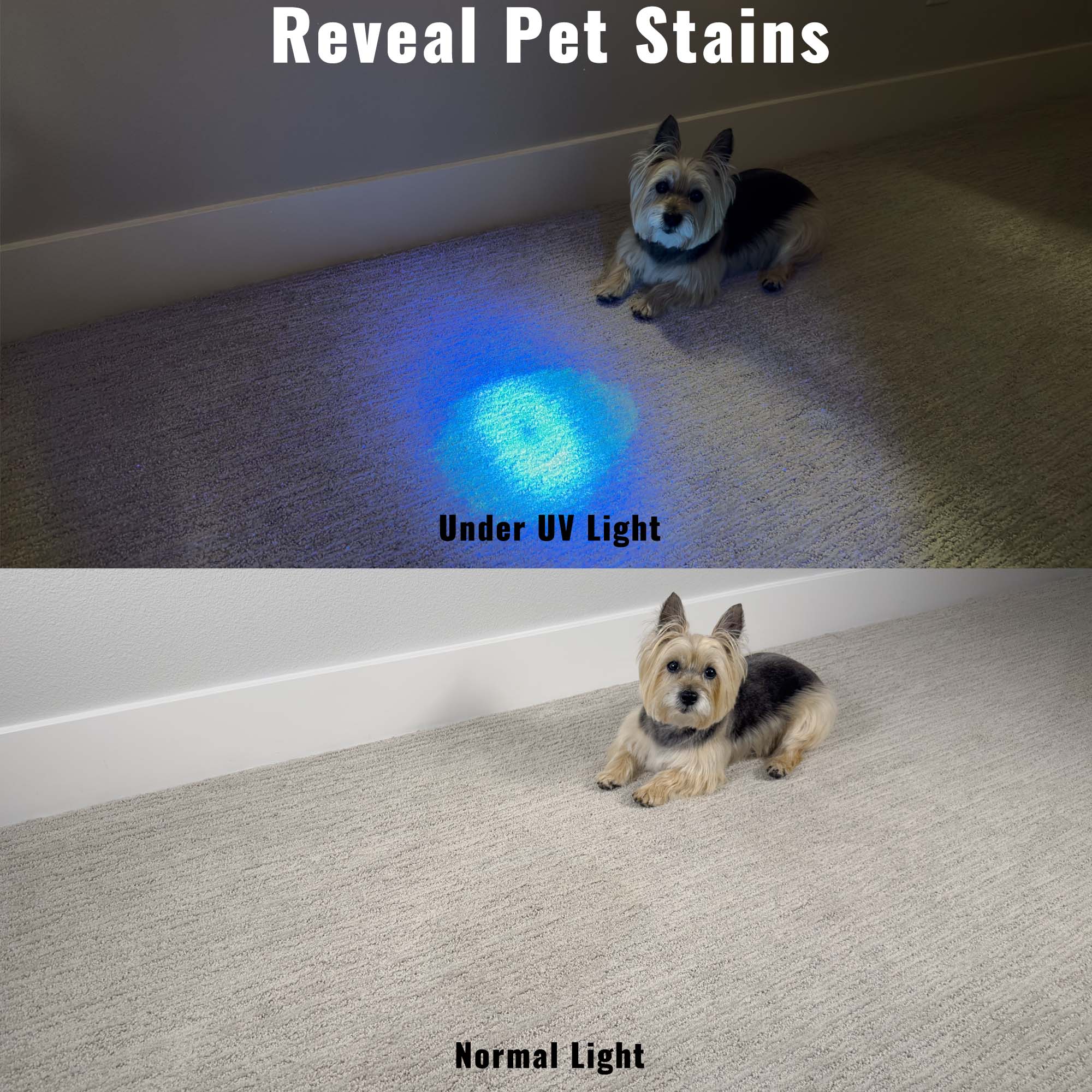 The 365nm Convertible UV Flashlight